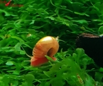 Rote Posthornschnecke